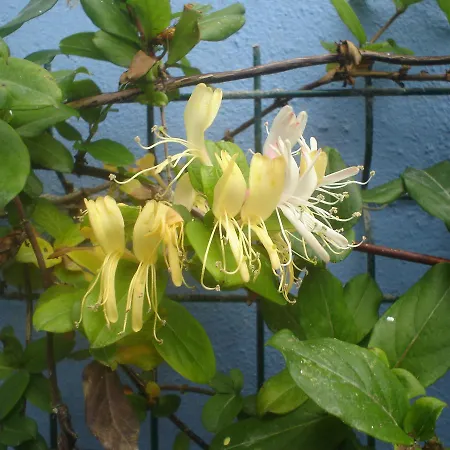 Peniche Blue Wave Maison d'hôtes *