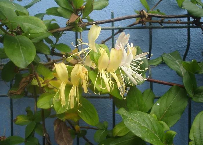 Peniche Blue Wave Maison d'hôtes *
